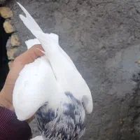 جفت طوقی|پرنده|لنجان, |دیوار