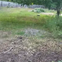 زمین|فروش زمین و ملک کلنگی|ضیابر, |دیوار