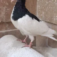کبوتر شهری