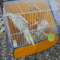 عروس هلندی