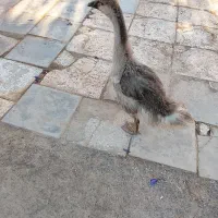 قوغاز اکراینی فقط 500تومن|حیوانات مزرعه|مشهد, كنويست|دیوار