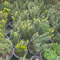 گلهایی زیبا برای فضا سازی حیاط|گل و گیاه طبیعی|چابکسر, |دیوار