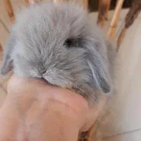 خرگوش مینی لوپ ترکیش|موش و خرگوش|تهران, استخر|دیوار