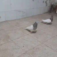 کفتر دورگ رنگی