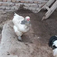 خروس|حیوانات مزرعه|صوفیان, |دیوار