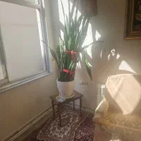 گل سانسریا