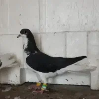 کبوتر زیل سیاها۱۵۰۰ بقیه ۶تا دونه ای ۳۰۰|پرنده|قزوین, |دیوار