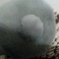 کلاه پشمی نونو بچگانه اصلاپوشیده نشده