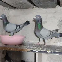 با سلام خدمت دوستان یه جفت کبوتر پلاکی