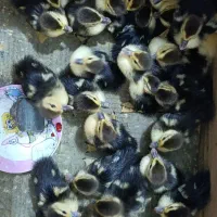 جوجه اردک اسرائیلی