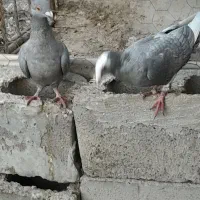 پلنگ نقره ای ونقره ای|پرنده|هامون, |دیوار