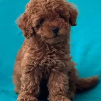 کلینیک تخصصی نژاد پودل و پامر خرسی|سگ|اصفهان, فروردین|دیوار