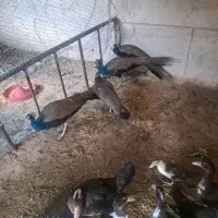 طاووس نر و.مرغ تخم گذار