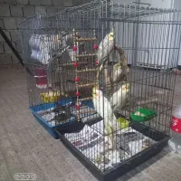 عروس هلندی نر ماده سالم مولد تخمگذار.درکرج