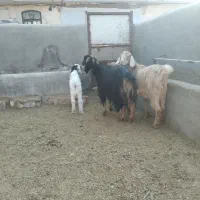 ۳راس بزغاله دار|حیوانات مزرعه|سلفچگان, |دیوار