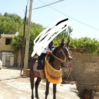 سوار کاری اسب ومادیان