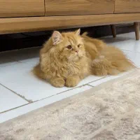 گربه پرشین دال فیس ماده