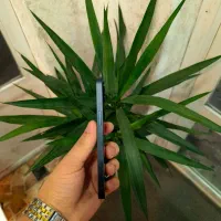 ایفون ۱۳ نرمال میدنایت قیمت کف بازار|موبایل|بندر انزلی, شاکوچه|دیوار