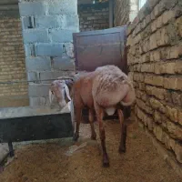 بزغاله پاکستانی نر وبره غندوزی قوچی|حیوانات مزرعه|قائن, |دیوار