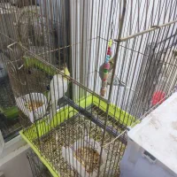 عروس هلندی|پرنده|کمیجان, |دیوار