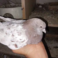 کبوتر کله سرخ چنگ سفید|پرنده|جهرم, |دیوار