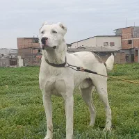 سگ بولی. البای