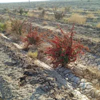 شش ساعت آب چاه کشاورزی با 150نهال زرشک