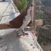 کفتر