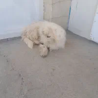 توله چی