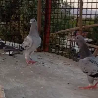 کفتر
