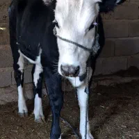 گاو پرآپ چاق مناسب برای مالداری و قصابی|حیوانات مزرعه|مهرستان, |دیوار