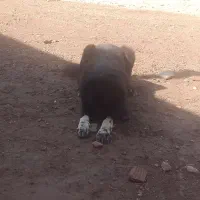 سگ قدرجونی|سگ|پلدختر, |دیوار