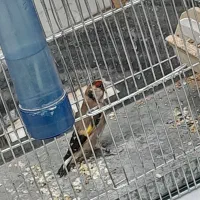 سهره نر بخون