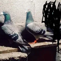 کبوتر دوبر آتلما صید شده