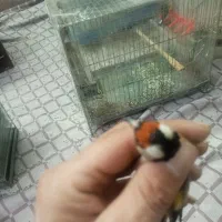 قفس سهره پاییزه|پرنده|بروجرد, |دیوار