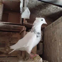 ماده طوقی هفت رنگ