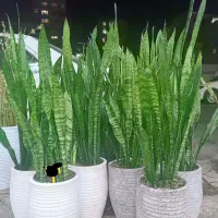 گل سانسوریا فقط تاآخر امشب|گل و گیاه طبیعی|کرج, گلشهر|دیوار