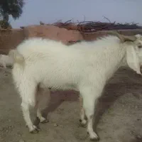 تک شاد مری|حیوانات مزرعه|زهک, |دیوار