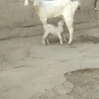 بز با دوتا کهره