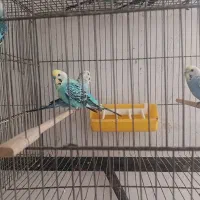 دو جفت مرغ عشق یلو فیس/مرغ عروس رایگان