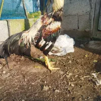 خروس لاری اصیل