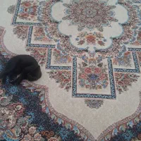 فرش ۹ متری جفت|فرش|مشکیندشت, |دیوار