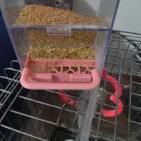 عروس هلندی|پرنده|مشهد, نوید|دیوار