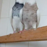 طوقی نر ماده  شهریار استم|پرنده|شهریار, اسکمان|دیوار