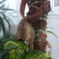 زنگوله قدیمی بلای ۵۰سال
