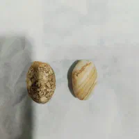 مهره تیربند جنس مخالف ببری کنارتنور نون میریزه