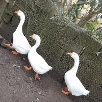 قو غاز|حیوانات مزرعه|بندر انزلی, جفرود پایین|دیوار