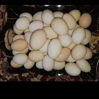 تخم مرغ تازه/فروش روزانه