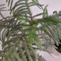 گل کاج مطبق بسیار زیبا