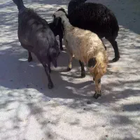 میشوبره